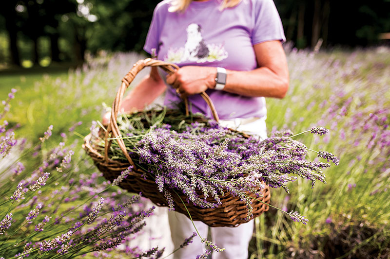 Two Sisters Created a 42Acre Lavender Oasis in Chester County