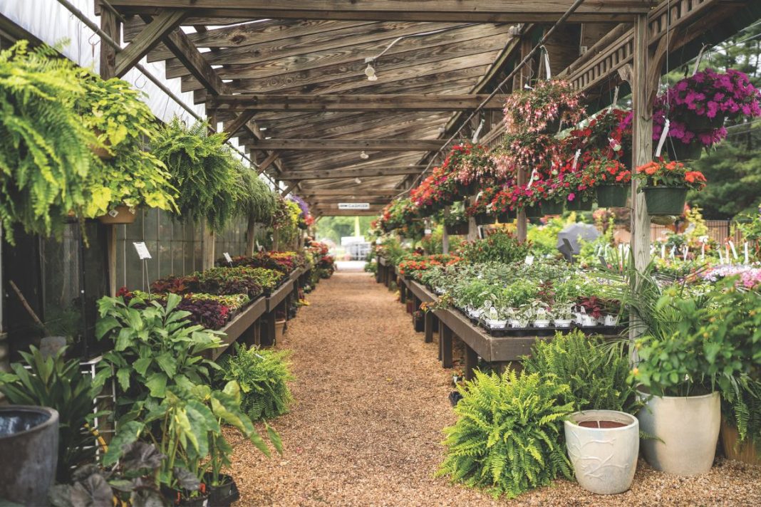 Wedgewood Gardens