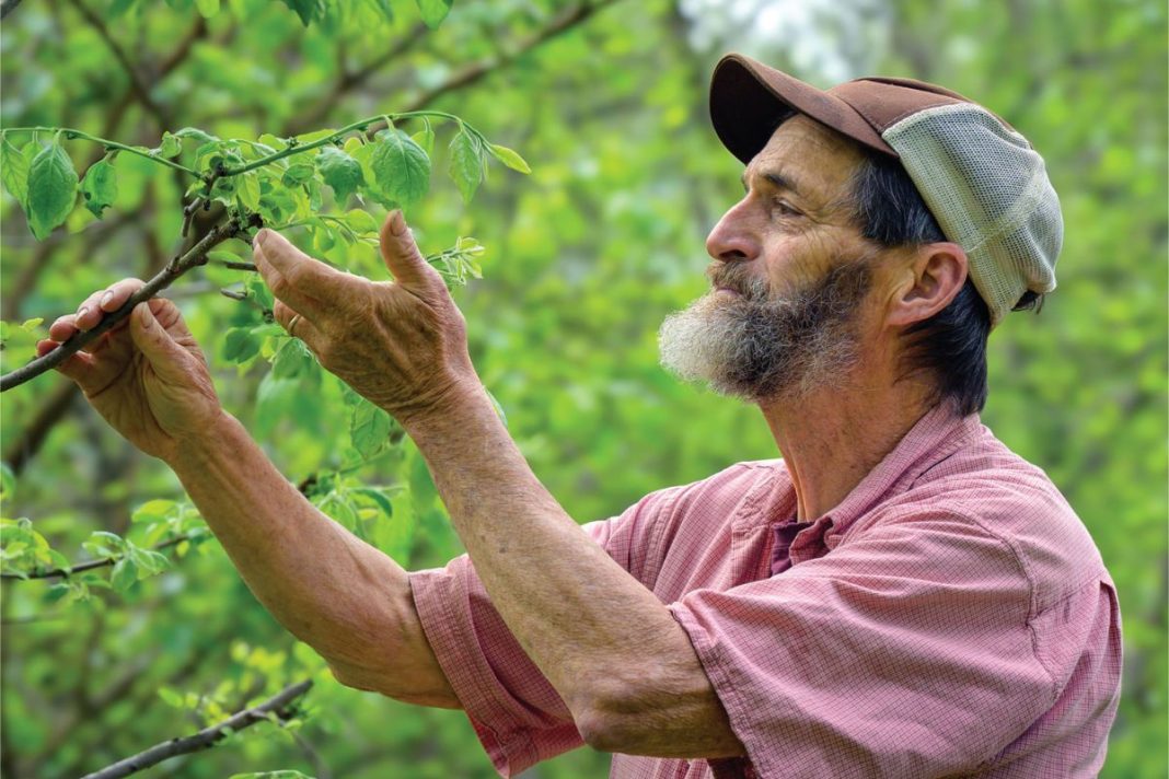 food forest