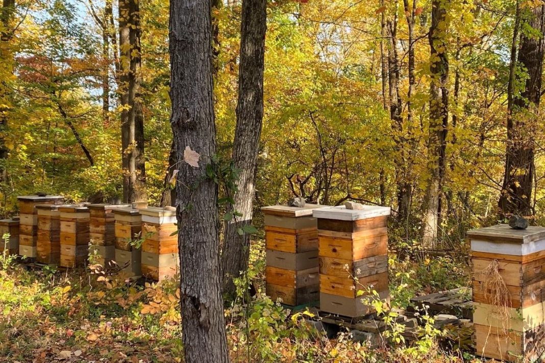 Where to Find the Sweetest Honey Along the Main Line