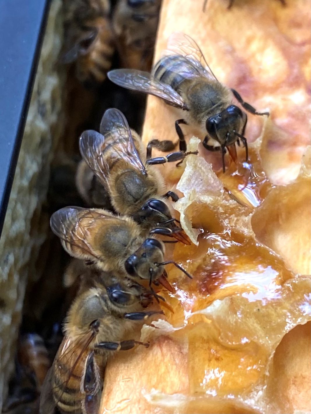 Where to Find the Sweetest Honey Along the Main Line