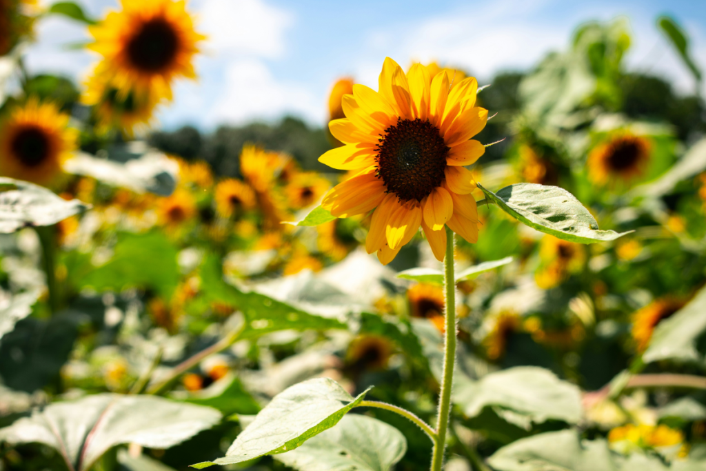 Where To Celebrate Sunflower Season On The Main Line where-to-celebrate-sunflower-season-on-the-main-line